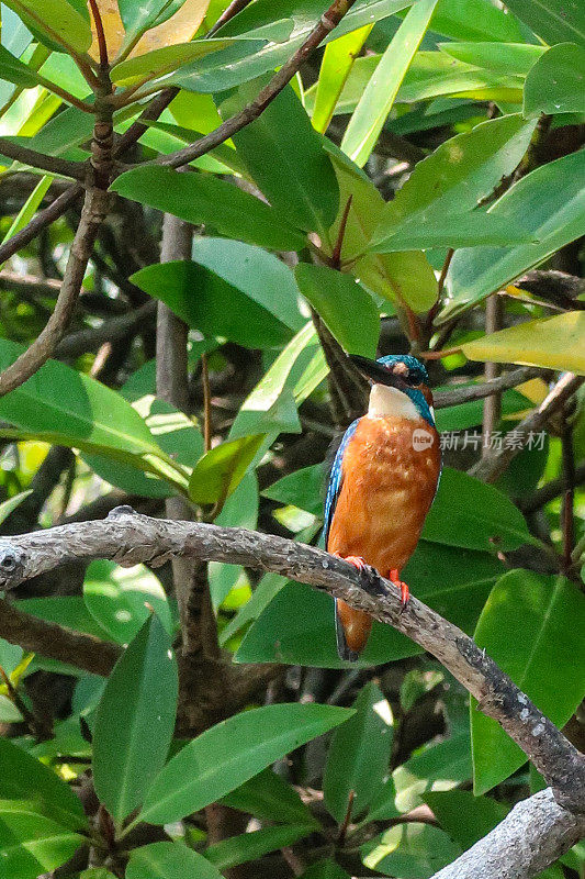 印度，一只普通翠鸟(Alcedo atthis)在阳光下栖息在树枝上